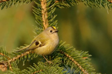 Çalıkuşu (Regulus regulus) küçük kral ailesinin çok küçük bir kuş türüdür. İngilizce ve bilimsel adı onun renkli altın taç tüyler verir yükselmeye 