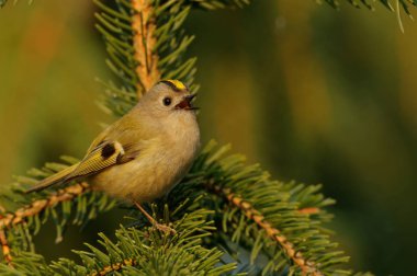 Çalıkuşu (Regulus regulus) küçük kral ailesinin çok küçük bir kuş türüdür. İngilizce ve bilimsel adı onun renkli altın taç tüyler verir yükselmeye 