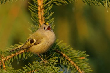Çalıkuşu (Regulus regulus) küçük kral ailesinin çok küçük bir kuş türüdür. İngilizce ve bilimsel adı onun renkli altın taç tüyler verir yükselmeye 