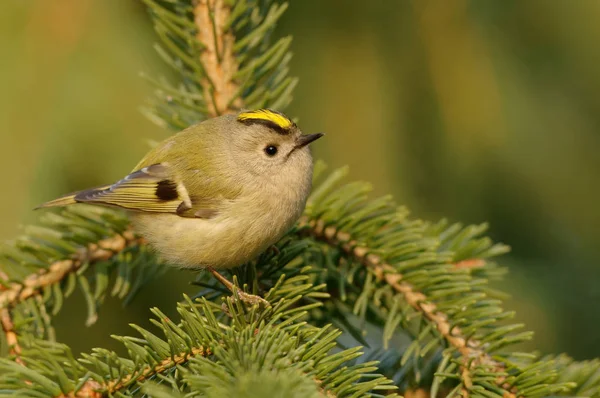 Kungsfågeln Regulus Regulus Mycket Liten Tätting Familjen Kungsfåglar Dess Färgstarka — Stockfoto