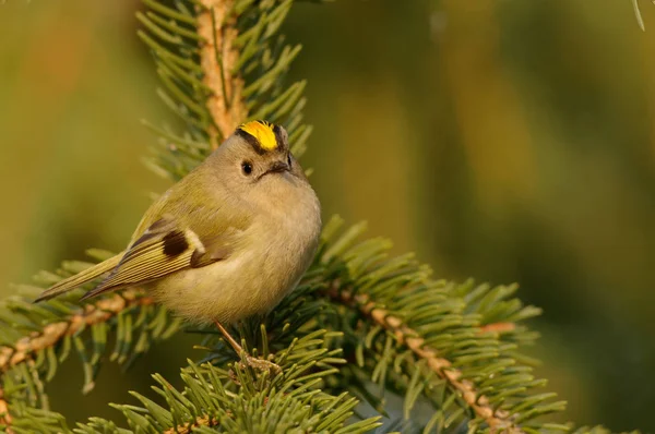 Kungsfågeln Regulus Regulus Mycket Liten Tätting Familjen Kungsfåglar Dess Färgstarka — Stockfoto