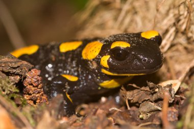Yangın semender Salamandra salamandra, muhtemelen Avrupa'nın en tanınmış semender türdür. Sarı noktalar ya da çizgiler ile siyah