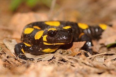 Yangın semender Salamandra salamandra, muhtemelen Avrupa'nın en tanınmış semender türdür. Sarı noktalar ya da çizgiler ile siyah