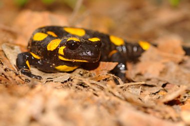 Yangın semender Salamandra salamandra, muhtemelen Avrupa'nın en tanınmış semender türdür. Sarı noktalar ya da çizgiler ile siyah