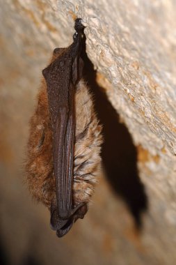 Geoffroy yarasa Myotis emarginatus, vesper tür yarasa. Zil