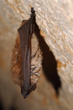 Geoffroy's bat Myotis emarginatus,  species of vesper bat. Ringing clipart