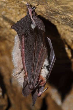 Daubenton's bat Myotis daubentonii clipart