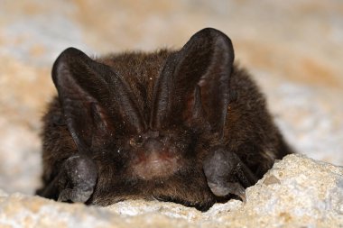 The barbastelle bat Barbastella barbastellus, also known as the western barbastelle, is a European bat. It has a short nose, small eyes and wide ears  clipart