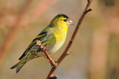 İskete (Spinus spinus) familyasından bir ötücü kuş finch ailesinin ötücü bir kuş türü 