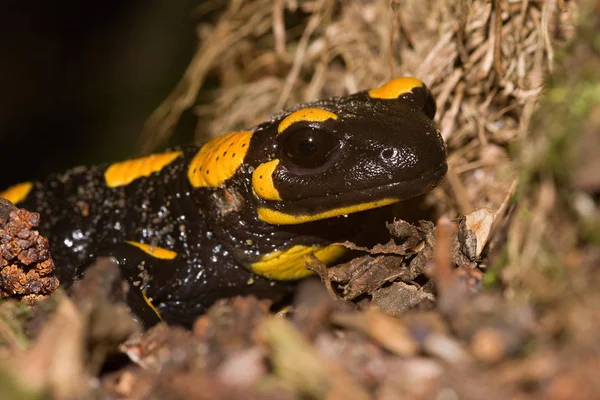 Den Brand Salamander Salamandra Salamandra Kanske Mest Kända Salamander Arterna — Stockfoto