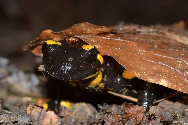 Tűz Salamander Salamandra Salamandra Valószínűleg Legismertebb Salamander Fajok Európában Fekete — Stock Fotó