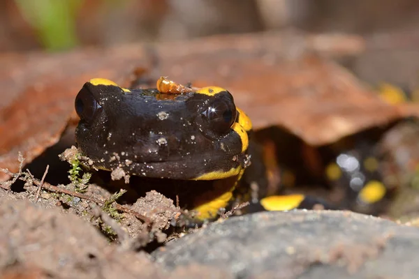 Den Brand Salamander Salamandra Salamandra Kanske Mest Kända Salamander Arterna — Stockfoto