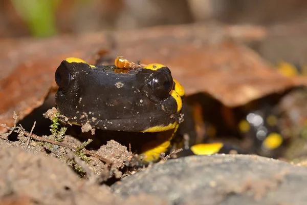 Den Brand Salamander Salamandra Salamandra Kanske Mest Kända Salamander Arterna — Stockfoto