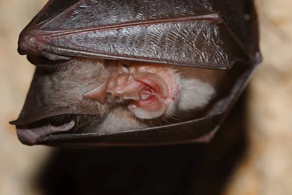 Kis Patkósdenevér Rhinolophus Hipposideros Egyfajta Európai Denevér Kapcsolódik Kisebb Mint — Stock Fotó