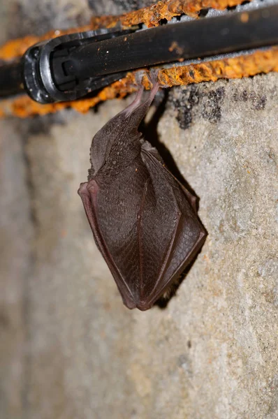 Kis Patkósdenevér Rhinolophus Hipposideros Egyfajta Európai Bat Kisebb Mint Rokona — Stock Fotó