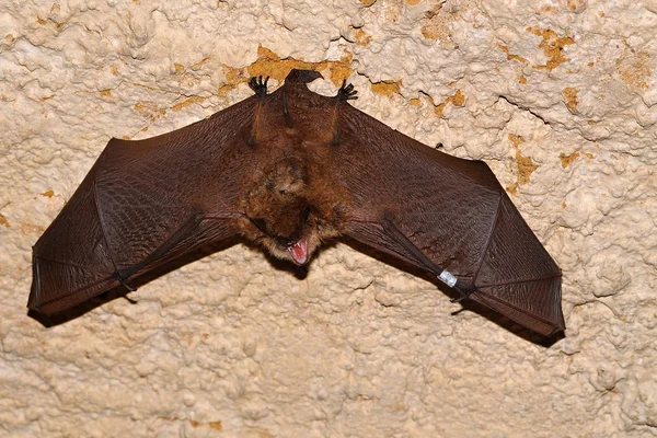 Geoffroys Fladdermus Myotis Emarginatus Arter Vesper Bat Ringmärkning — Stockfoto