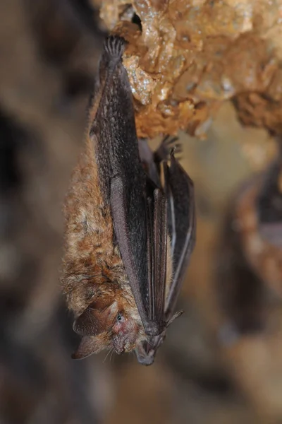 Murciélago Con Orejas Ratón Más Grande Myotis Myotis — Foto de Stock