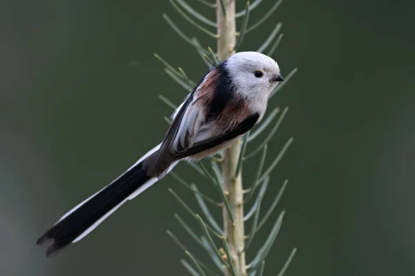 Staartmees Lange Tailed Bushtit Aegithalos Caudatus Een Gemeenschappelijk Vogel Gevonden — Stockfoto