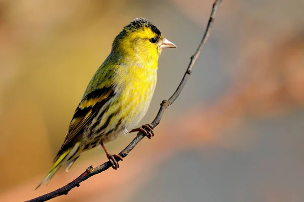 Den Eurasiska Grönsiska Spinus Spinus Liten Tätting Familjen Finkar — Stockfoto