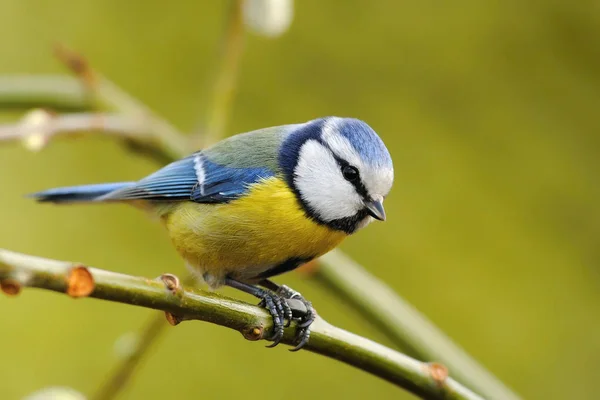 Die Eurasische Blaumeise Cyanistes Caeruleus Ist Ein Kleiner Passantenvogel Der — Stockfoto