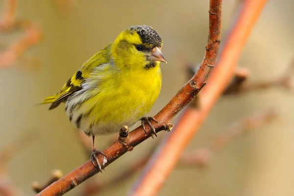 Den Eurasiska Grönsiska Spinus Spinus Liten Tätting Familjen Finkar — Stockfoto