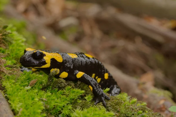 Den Brand Salamander Salamandra Salamandra Kanske Mest Kända Salamander Arterna Royaltyfria Stockbilder