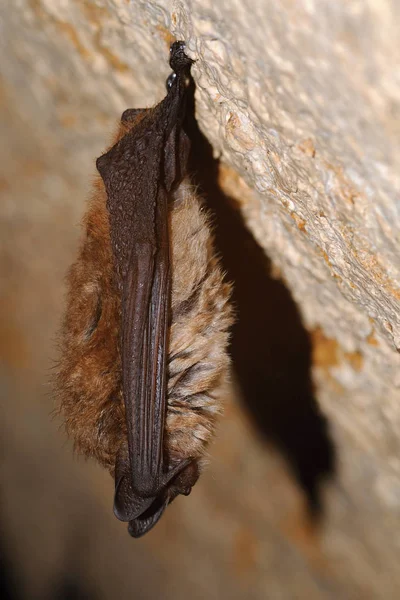 Geoffroys Fladdermus Myotis Emarginatus Arter Vesper Bat Ringmärkning Royaltyfria Stockfoton