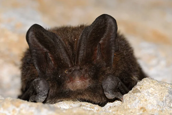 Barbastelle Bat Barbastella Barbastellus Även Känd Som Den Västra Barbastelle Stockfoto