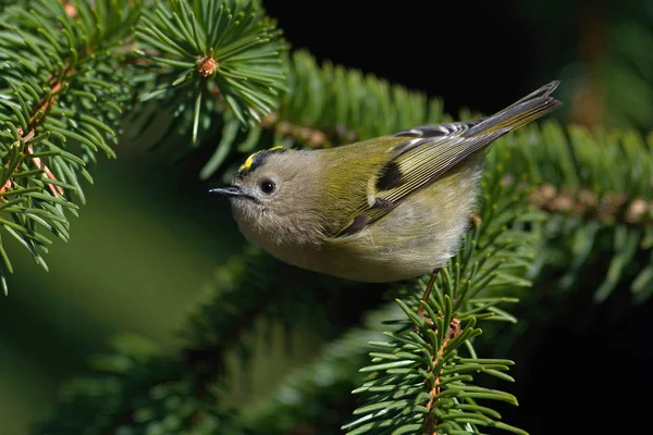 Kungsfågeln Regulus Regulus Mycket Liten Tätting Familjen Kungsfåglar Dess Färgstarka Royaltyfria Stockfoton