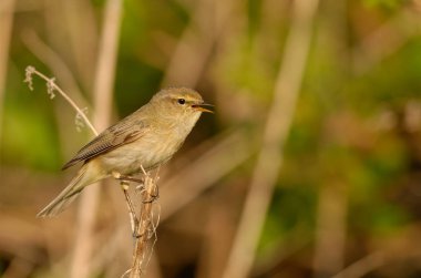 Ortak çıvgın, ya da sade bir şekilde çıvgın (Phylloscopus collybita) içinde açık woodlands ürerler bir yaygın yaprak ötleğen olduğunu. Şarkı bahar kuş 
