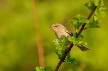 Ortak çıvgın, ya da sade bir şekilde çıvgın (Phylloscopus collybita) içinde açık woodlands ürerler bir yaygın yaprak ötleğen olduğunu. Şarkı bahar kuş 