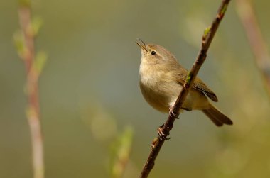 Ortak çıvgın, ya da sade bir şekilde çıvgın (Phylloscopus collybita) içinde açık woodlands ürerler bir yaygın yaprak ötleğen olduğunu. Şarkı bahar kuş 