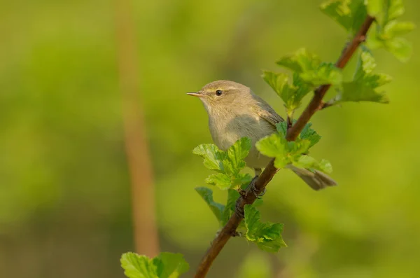 一般的なチフチャフまたは単にチフチャフ に関する Collybita は開いた森林で繁殖する一般的で 広範囲の葉ウグイス 春鳥の歌 — ストック写真