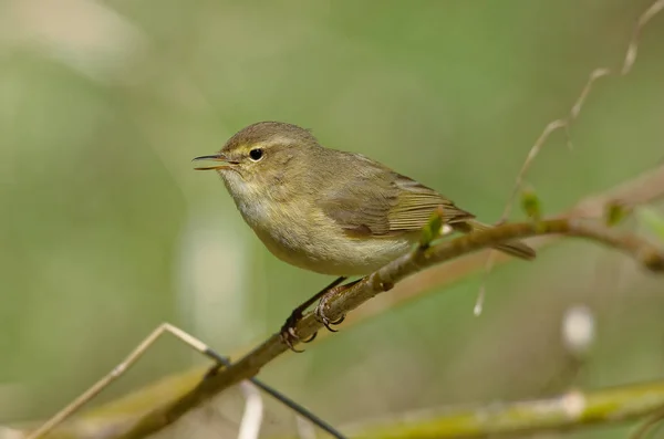 Közös Chiffchaff Vagy Egyszerűen Csak Chiffchaff Phylloscopus Collybita Leggyakoribb Legelterjedtebb — Stock Fotó