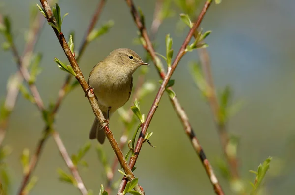 Gransångaren Eller Helt Enkelt Gransångaren Phylloscopus Collybita Vanlig Och Utbredd Stockbild