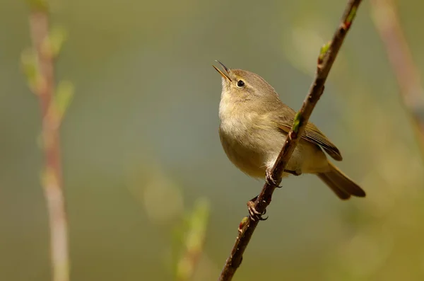 Gransångaren Eller Helt Enkelt Gransångaren Phylloscopus Collybita Vanlig Och Utbredd Stockfoto