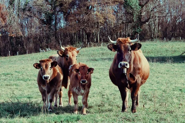 Vacas Campo — Fotografia de Stock