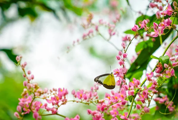 Mariposa Precioso Parque Con Espacio Para Copias — Foto de Stock