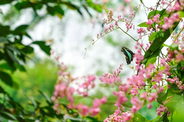 Kopya Alanı Ile Güzel Bir Parkta Kelebek — Stok fotoğraf