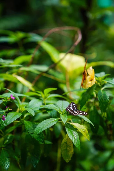 Twee Vlinders Een Groen Park — Stockfoto