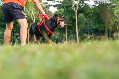 Adam köpekle oynuyor.