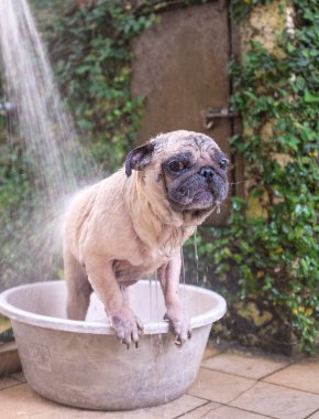 Köpek bir banyo vardır