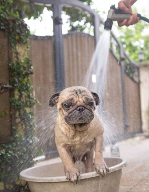 Köpek bir banyo vardır