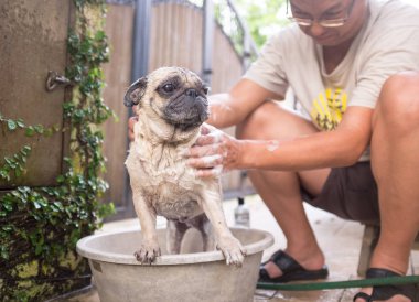 Köpek bir banyo vardır