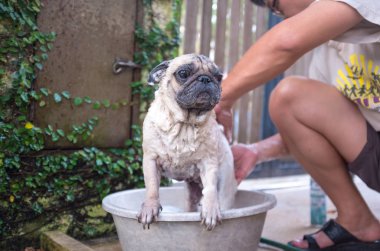 Köpek bir banyo vardır