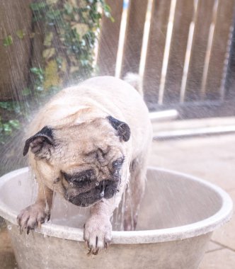 Köpek bir banyo vardır