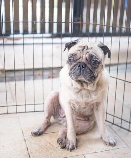 Mops Uczucie Zamyślony Wewnątrz Ogrodzenia — Zdjęcie stockowe