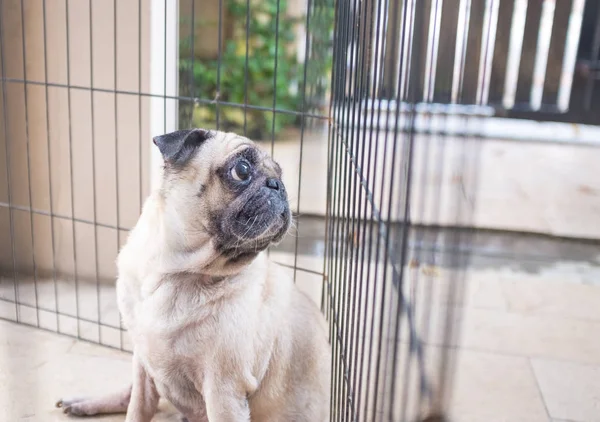 Mops Uczucie Zamyślony Wewnątrz Ogrodzenia — Zdjęcie stockowe