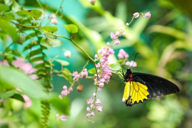 Common Birdwing butterfly in a lovely garden clipart
