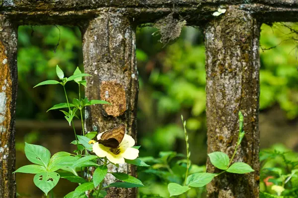 Borboleta Lindo Jardim Com Espaço Cópia — Fotografia de Stock